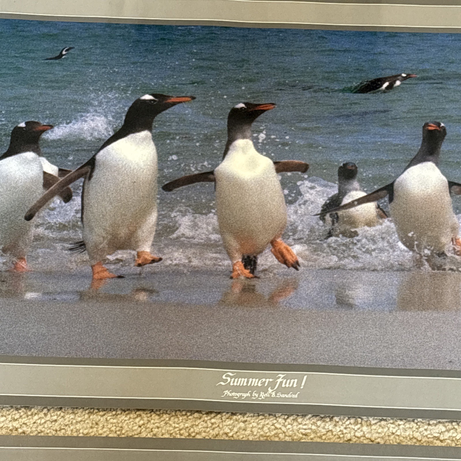 Lot Of 3 Kjell B Sandved Photograph Posters Bald Eagle Wild Horses Penguins