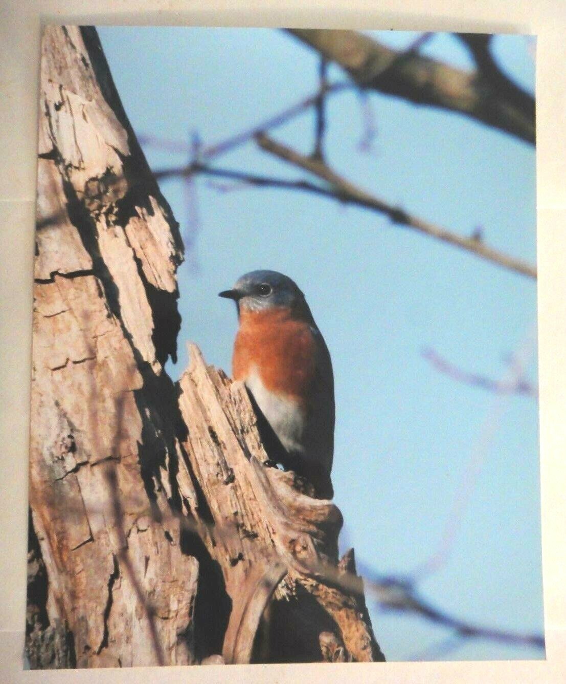 Beautiful Photo of a Bluebird 8×10 photo, Wildlife Photography by Chris Mathein