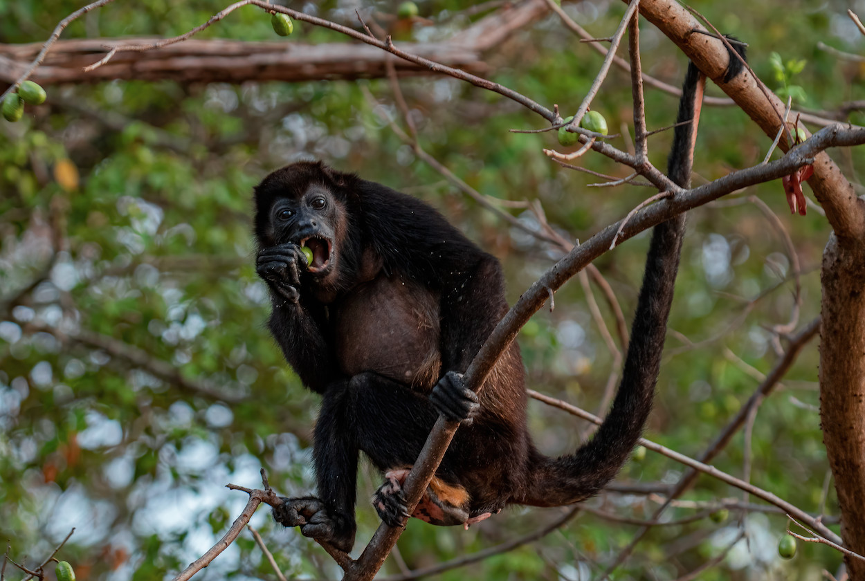 Howler Monkey Eating a Mango 2
