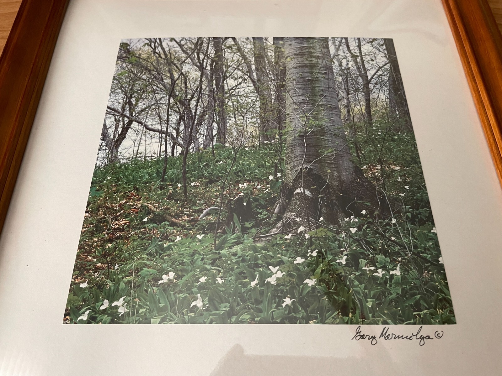 FOREST Photo by GARY MARMOLYA