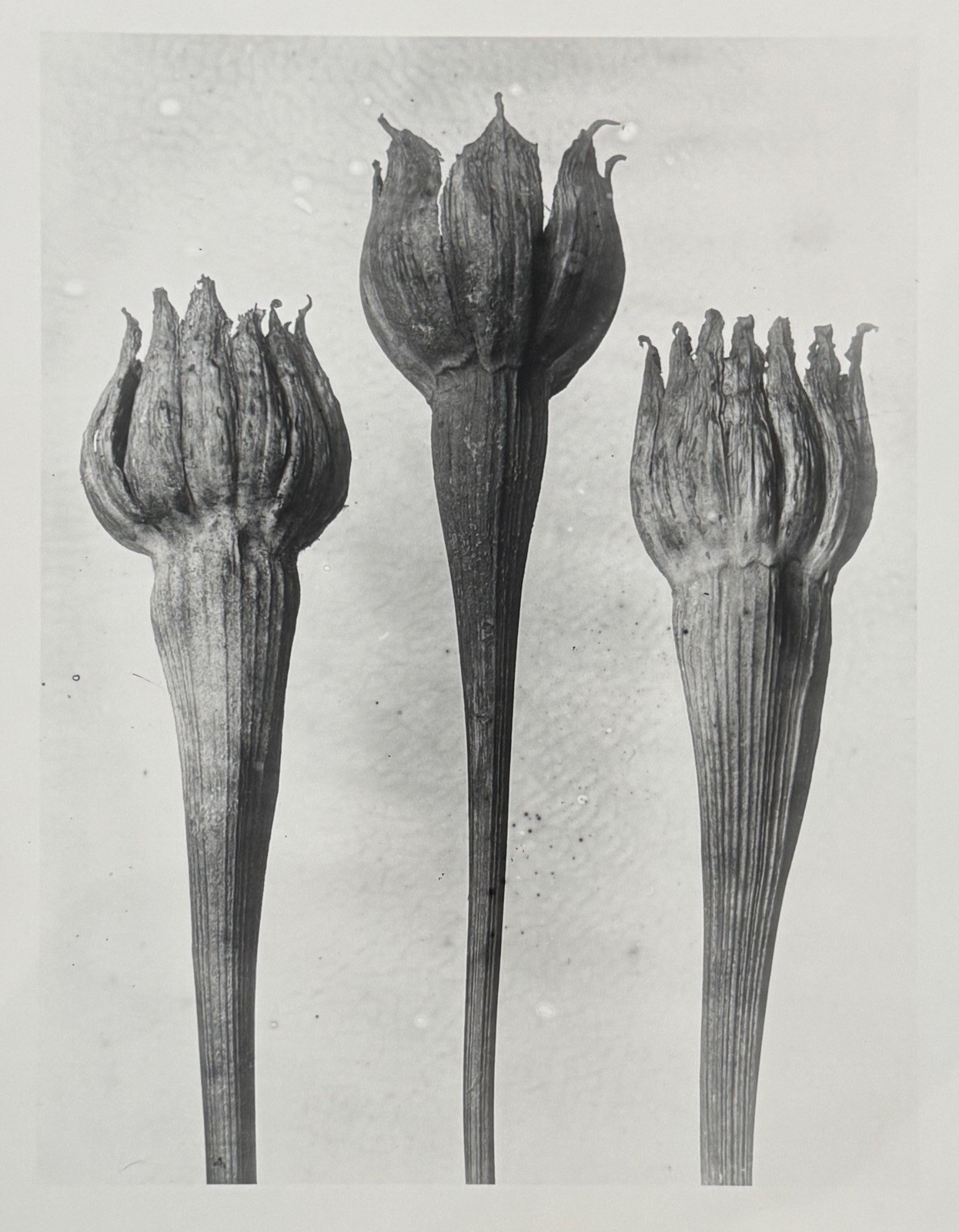 Karl Blossfeldt, lamb salad, photograph from estate, stylus art 2016