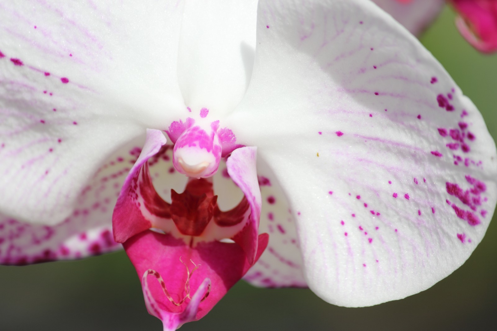 Orchid Digital Background | White & Magenta Floral Macro | High‑Resolution 001