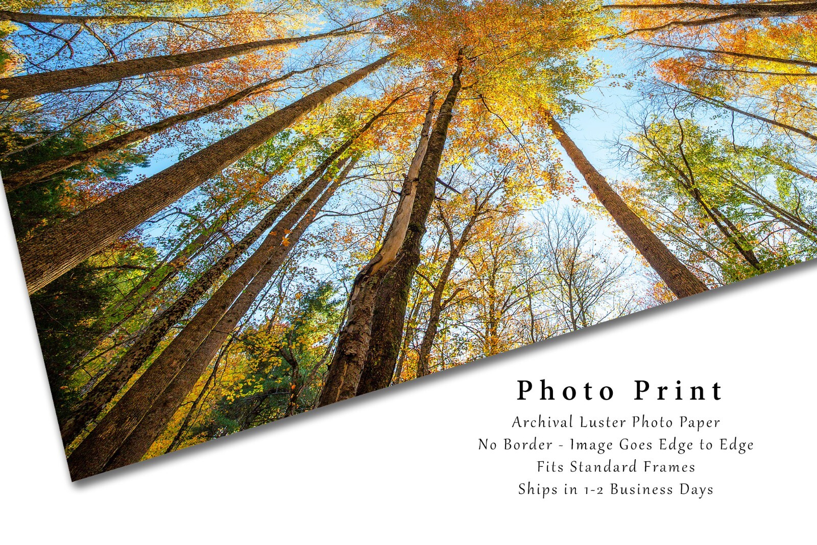 Nature Photography Print – Looking Up in Trees Great Smoky Mountains Tennessee