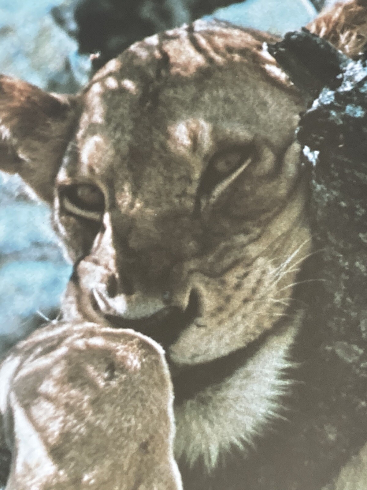 RARE Photographer Signed Limited Edition Photograph Print 1974 Lazy Lioness EUC!