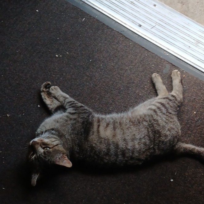 Color Cat Photograph – Tabby Cat Lying on Floor Mat, Animals Theme
