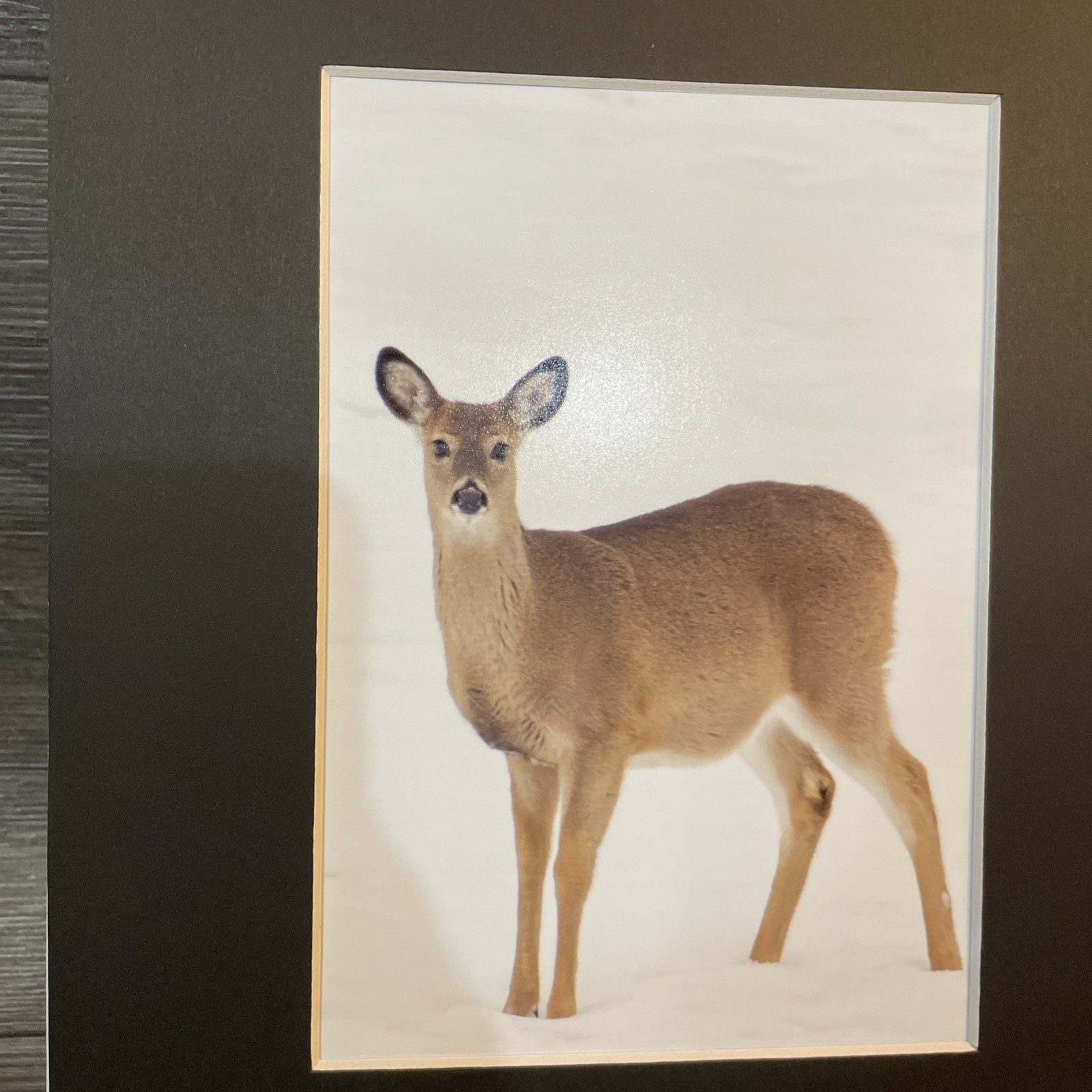 “Deer in snow” Photograph 5×7 In A 8×10 Mat, Nature Photo, Wall Art