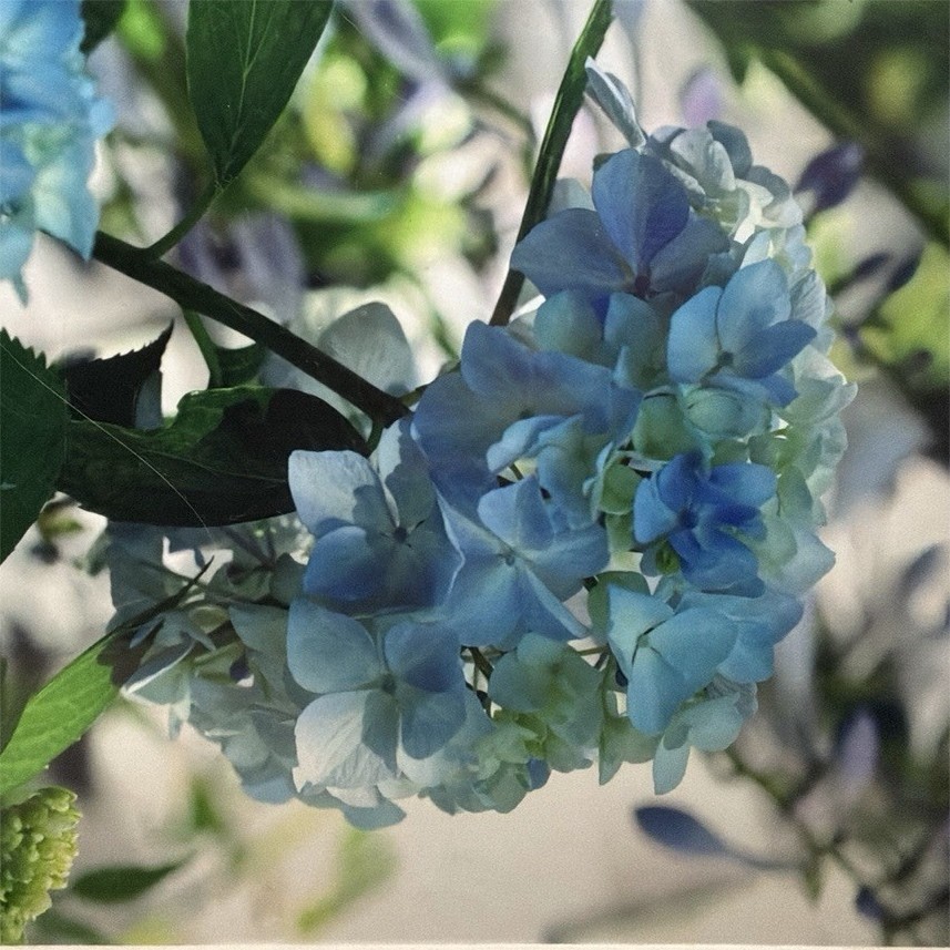 Diane Dre Signed Matted Color Landscape Photograph “Blue Feather Hydrangea”