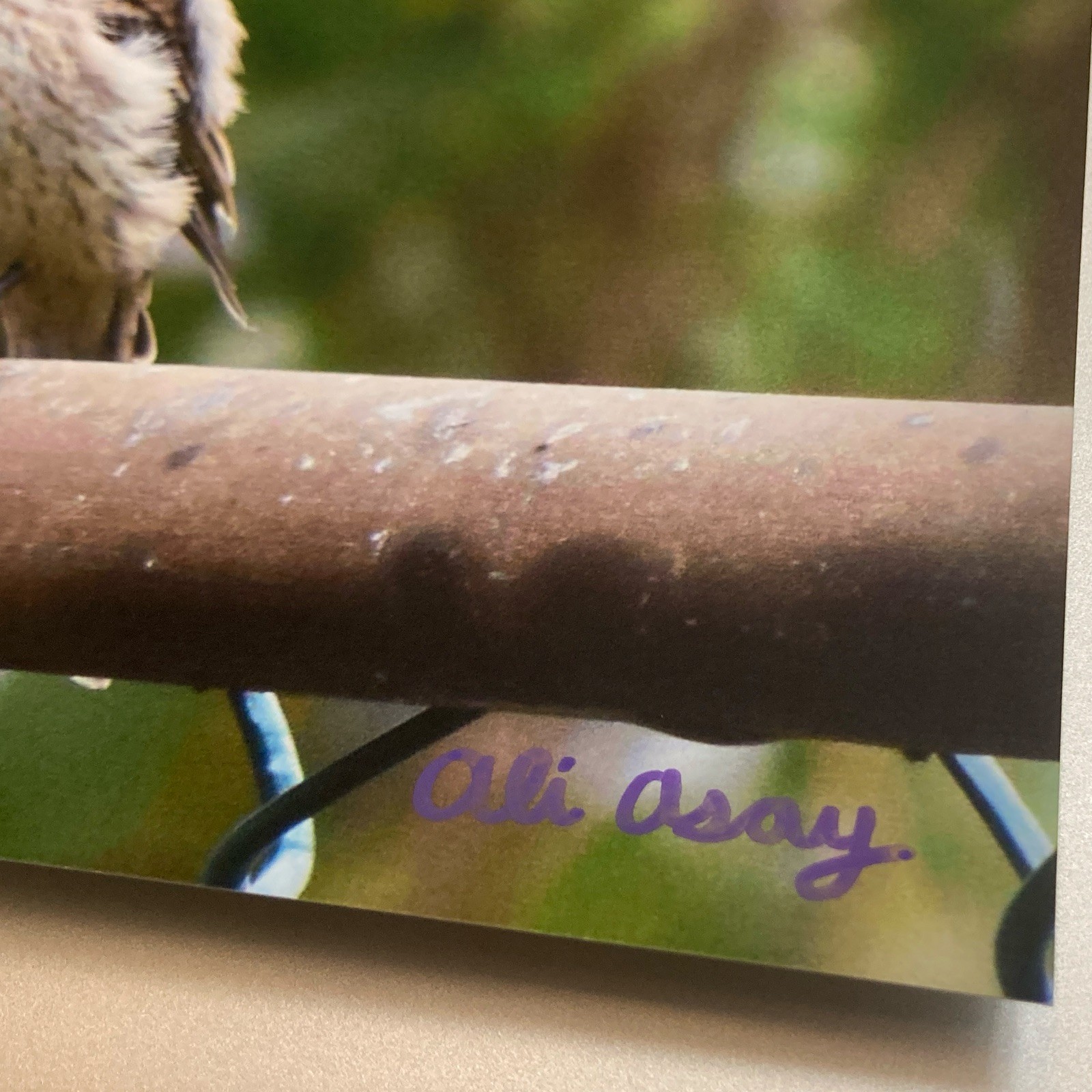 8×10 Bird Photography Matte Print Chirping Female House Finch Songbird PRINTONLY