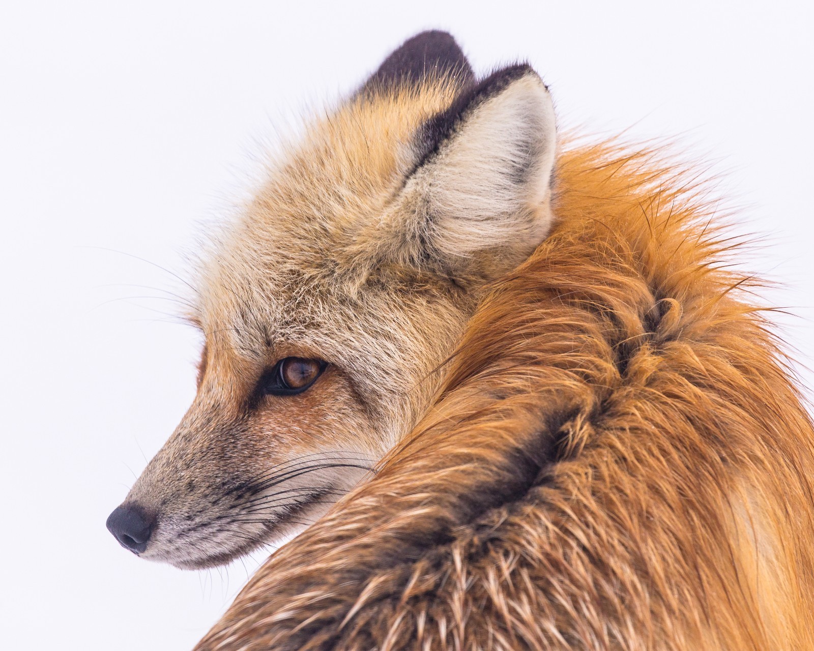 Red Fox in Lamar Valley 8″x10″ Photograph Print 8×10