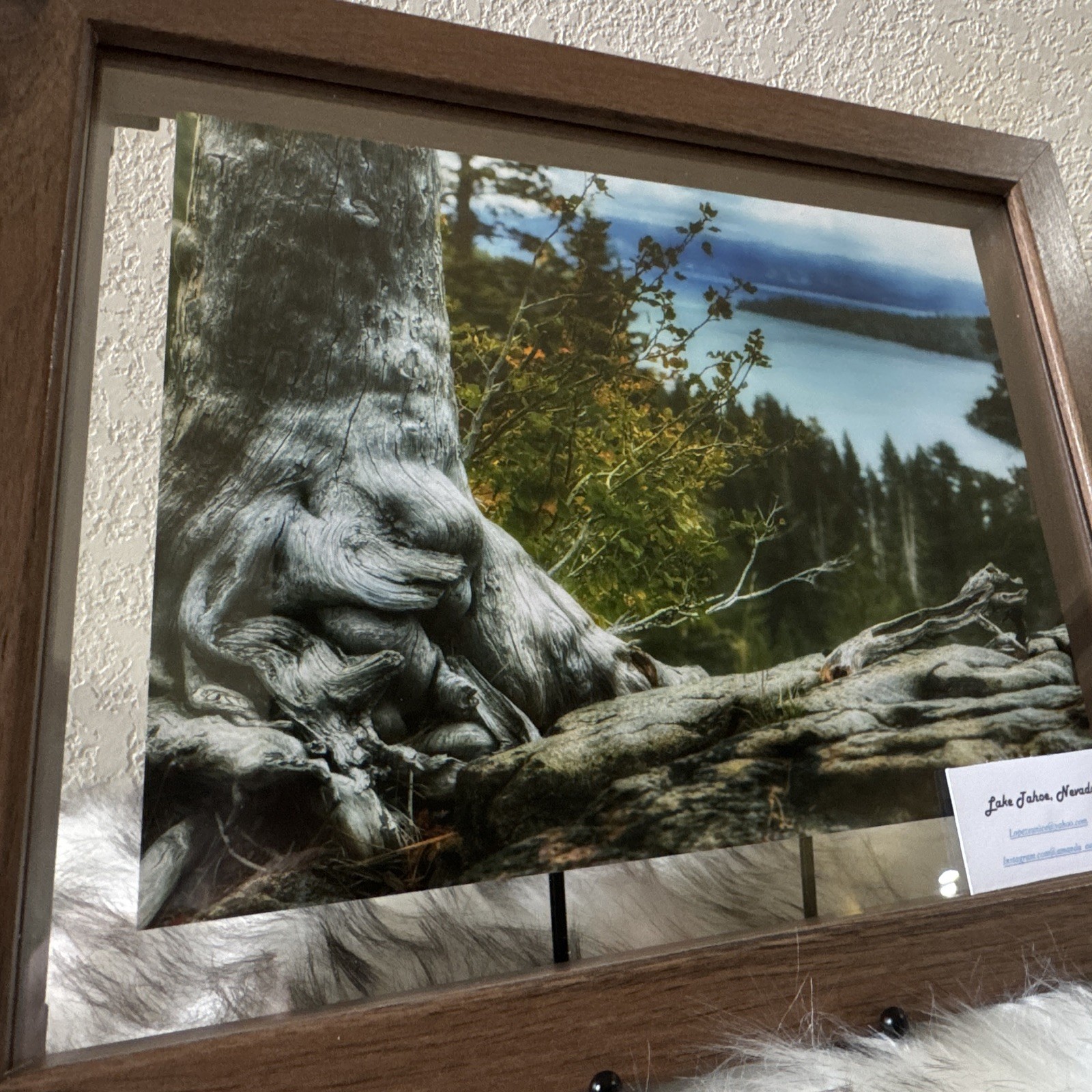 Amanda Eunice “Lake Tahoe, Nevada” Framed Color Landscape Photo Nature