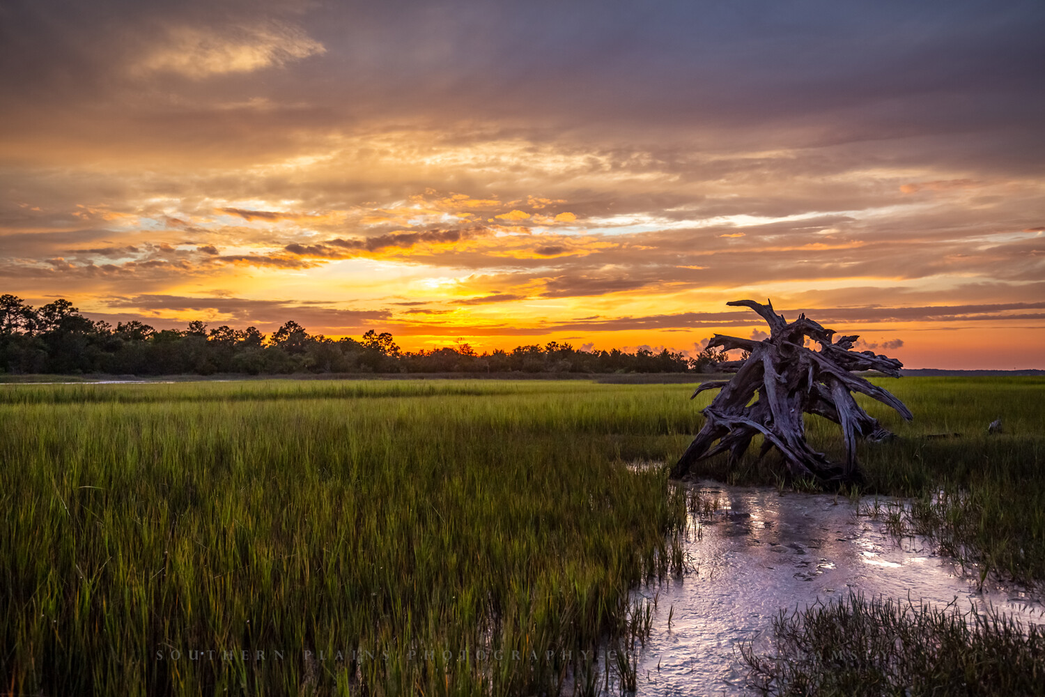 Dead Tree in Salt Marsh Print, South Carolina Pictures, Coastal Lowcountry Decor