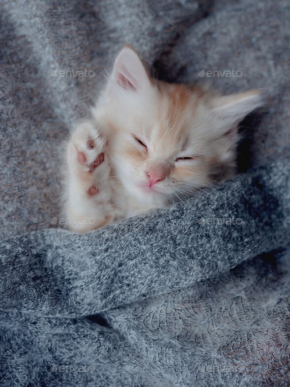 Sleeping Kittens – 500 Digital Pictures Photo Wallpaper Background Art Beautiful