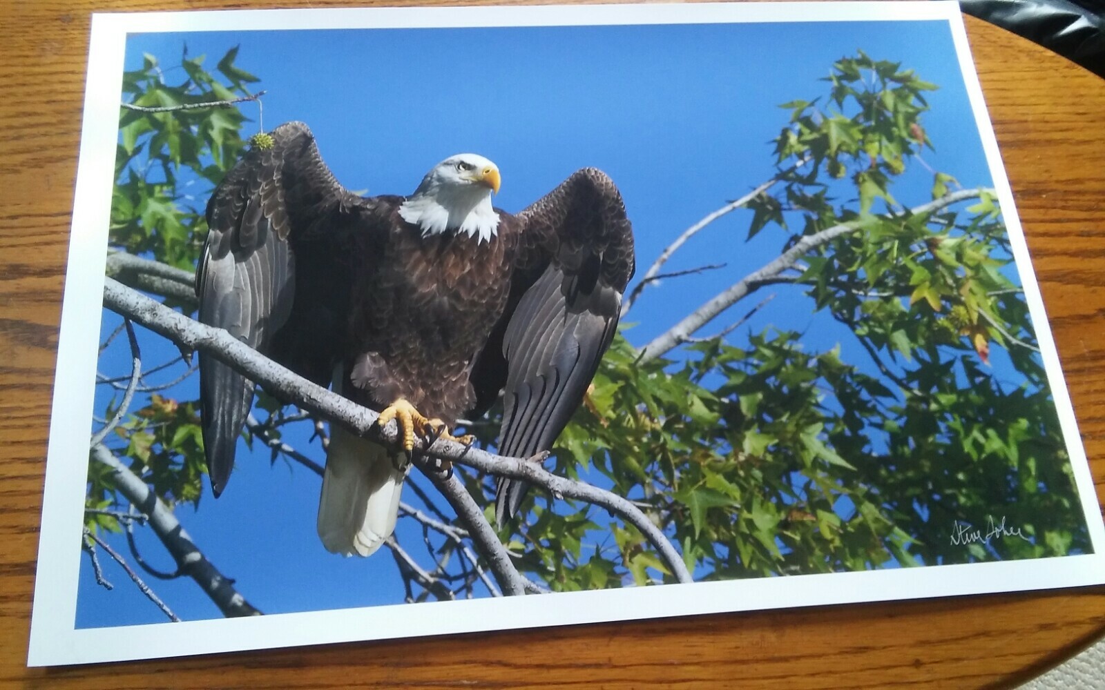 19×13 Digital Art Photograph Bald Eagle Wings Spread In Tree Signed By Artist