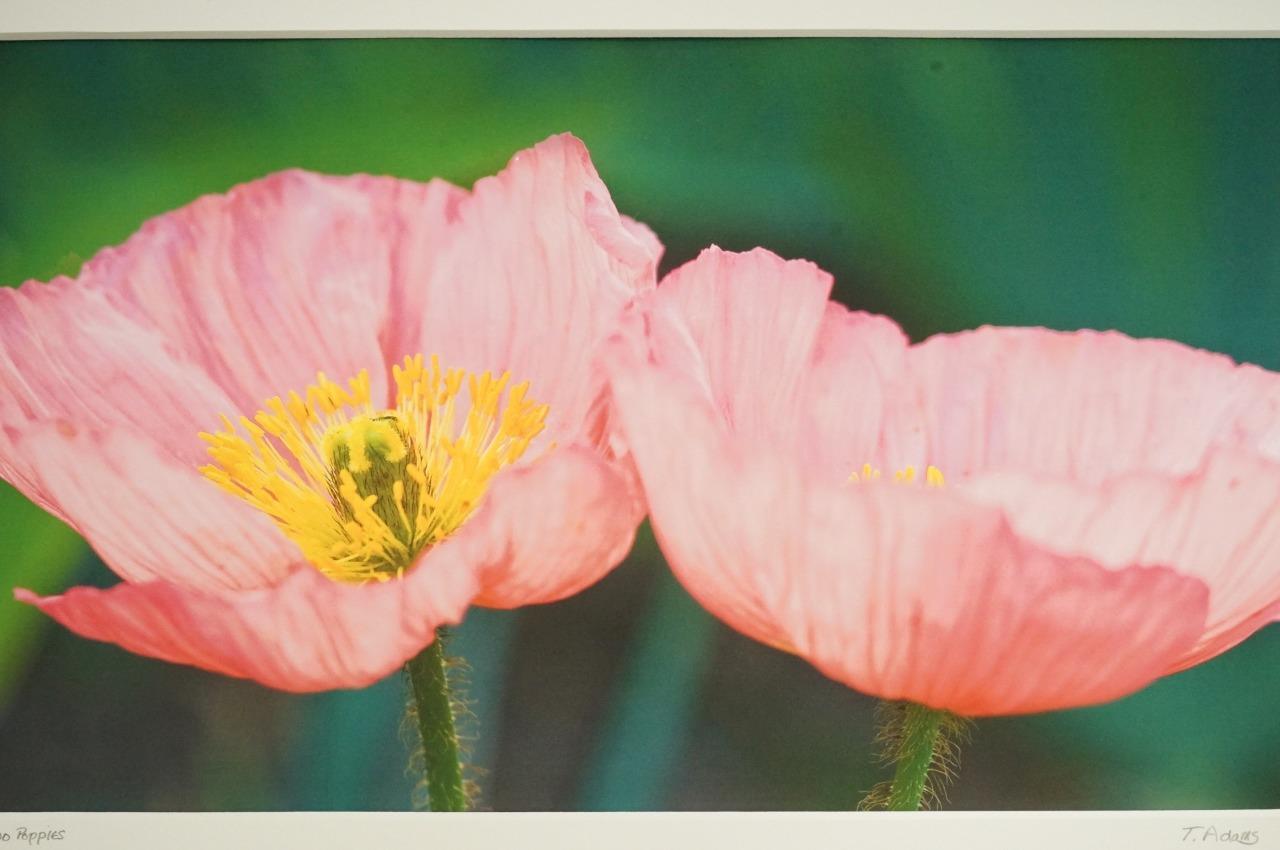 Tom Adams Photography Two Pink Poppies Flowers Oregon Matted Photo Art 11X14