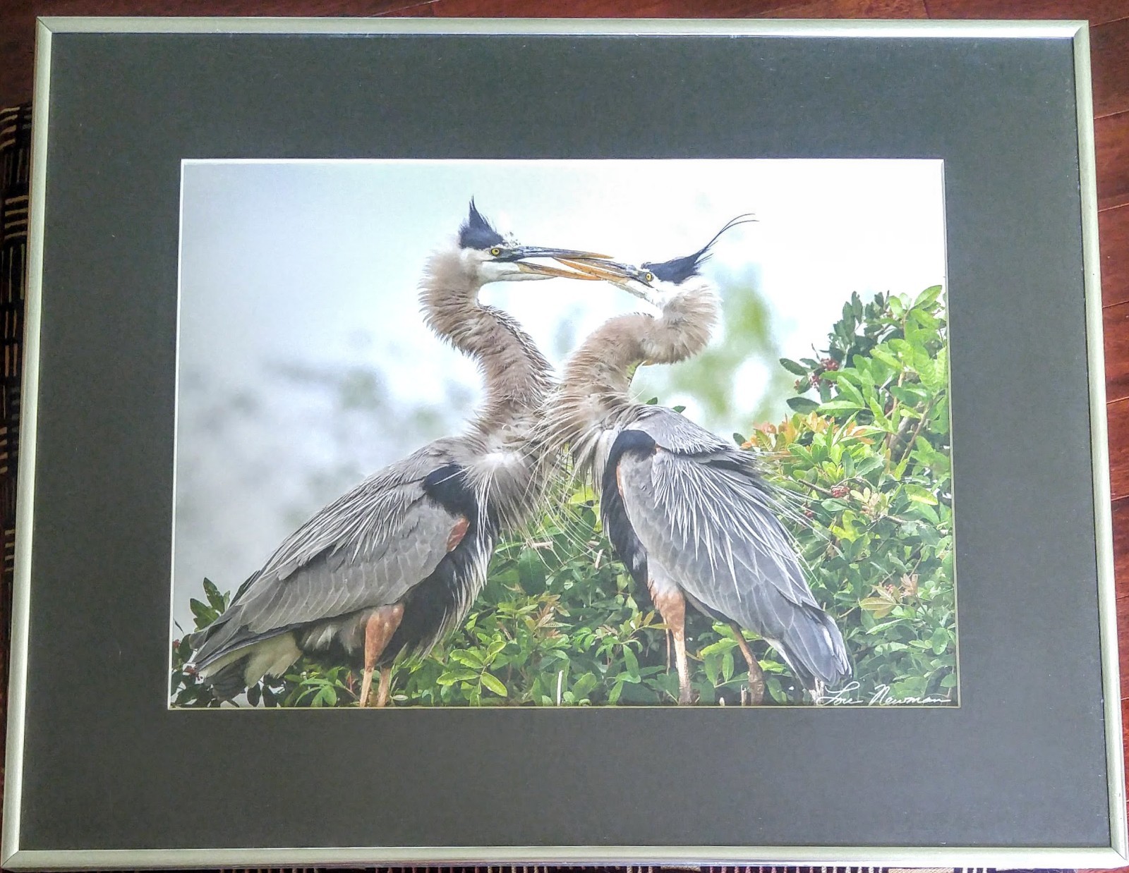 Bird Wildlife Photography – Great Blue Heron Marsh- Lou Newman Art Print