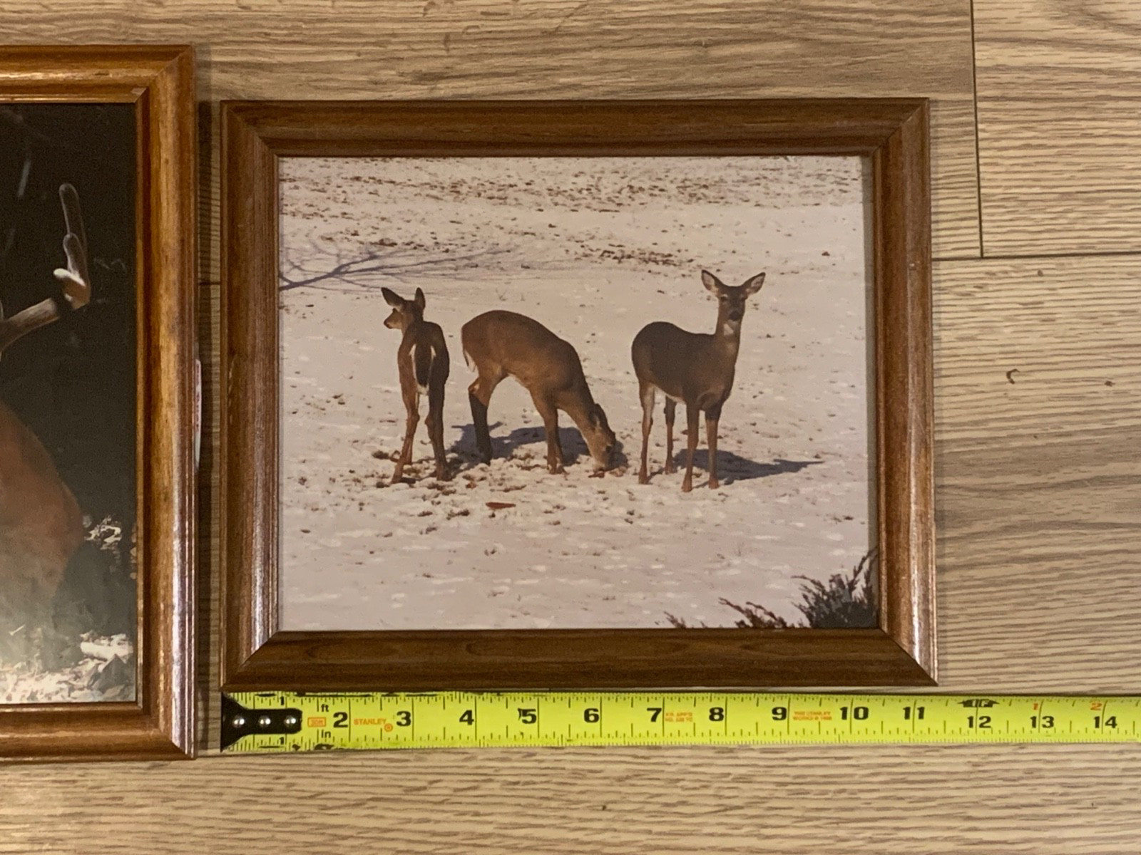 Framed Whitetail Buck Wildlife Photographs Pair 11×9.5 Lodge Art