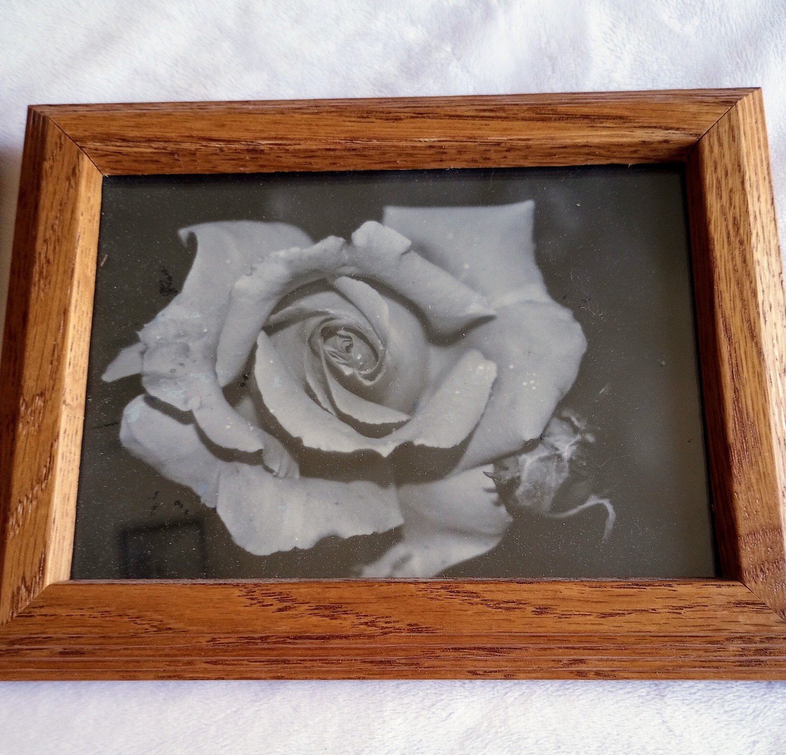 Lot4 Framed Black & White Flower Photos Tulip Rose Bleeding Heart Columbine 6×8″