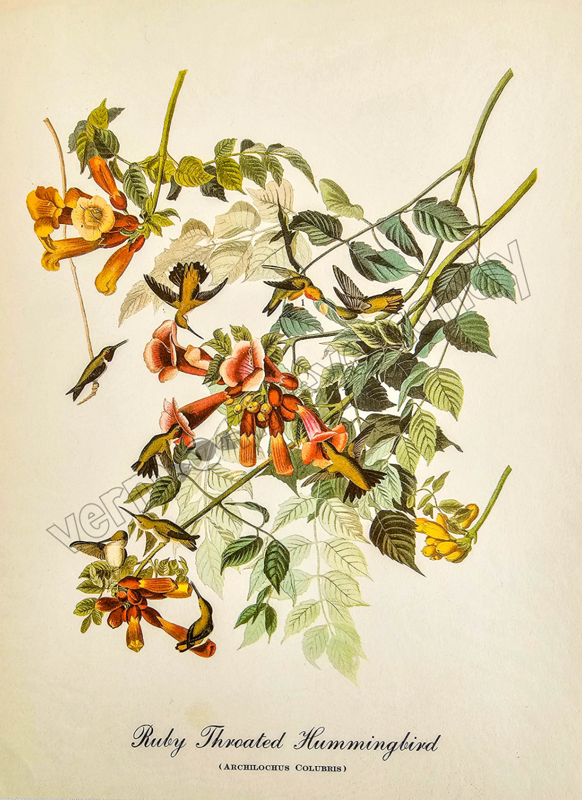 Ruby Throated Hummingbird Bird Art DIGITAL DOWNLOAD Antique Print at Home Decor