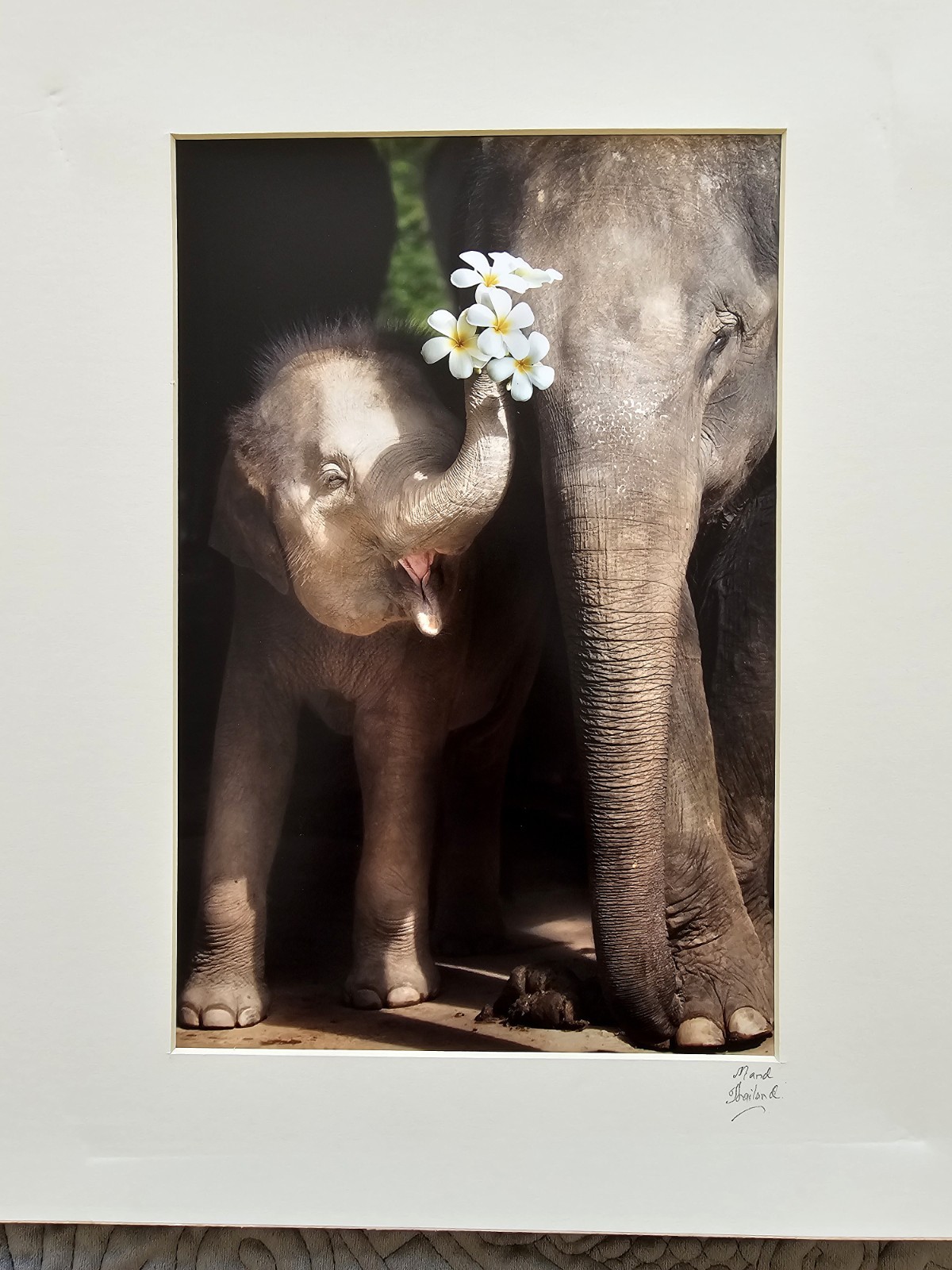 Heartwarming Photograph Baby Elephant Holding Plumeria Flowers, Thailand, 16×16″