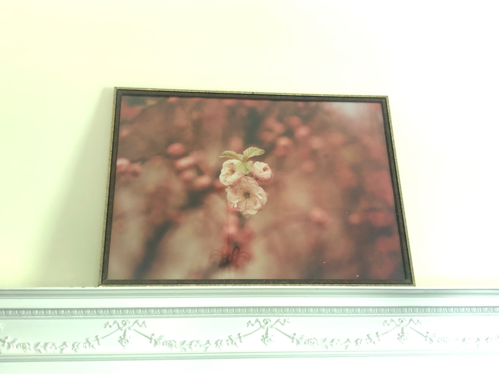 Antique Washington DC Cherry Blossoms