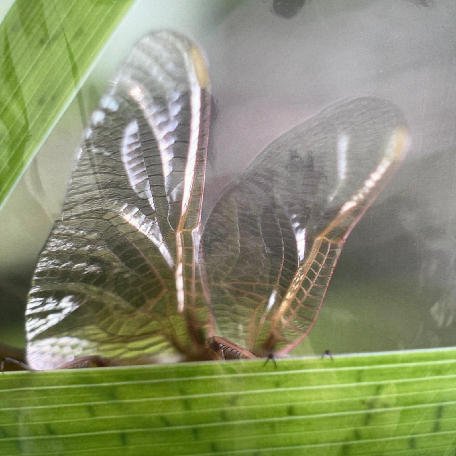Butterfly Zebra Longwing Photography Art Print 2004 Sealed Packaging 19×13″