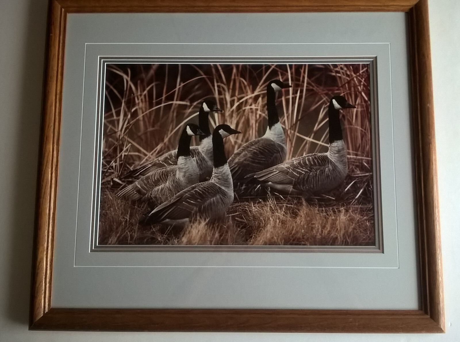 Thomas Mangelsen Framed Photograph Art Print Canada Geese In Reeds Denali Alaska