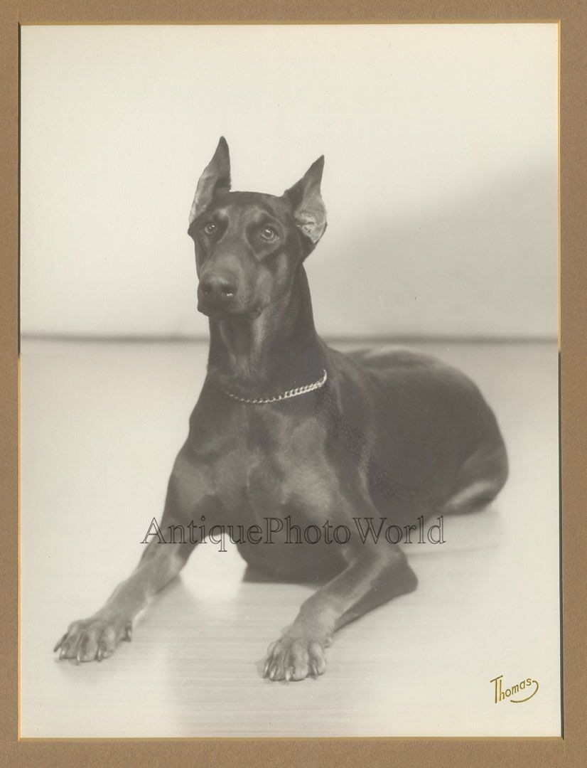 Beautiful Doberman dog posing antique art photo