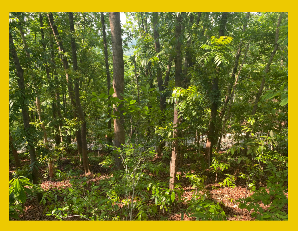 Digital Image Picture Wallpaper Background Desktop Enchanting Forest Path -22