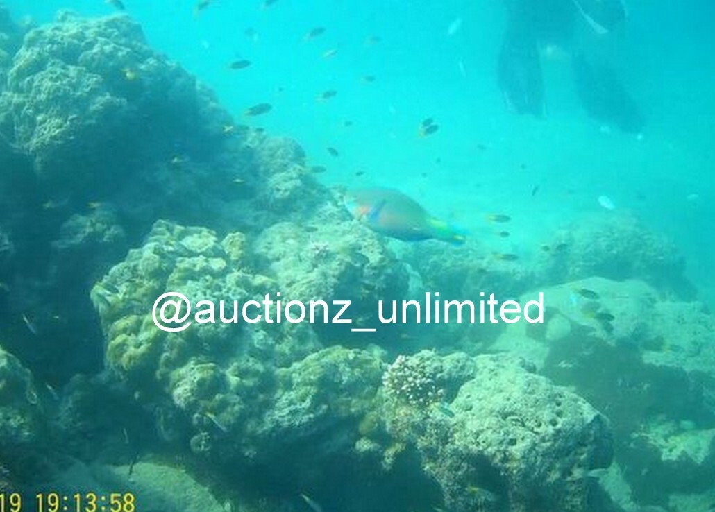 Digital Image Picture Photo Pic Andaman India underwater coral life scuba AND102