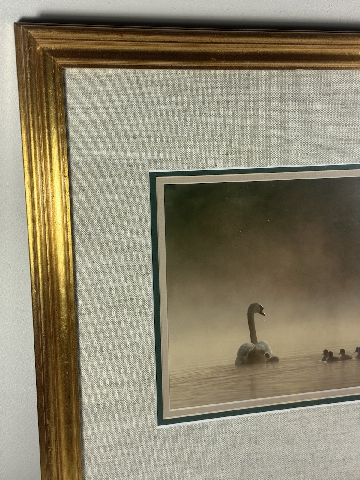 Family Of Swans Edward Robinson Nature Photographer Signed Photo Matted & Framed