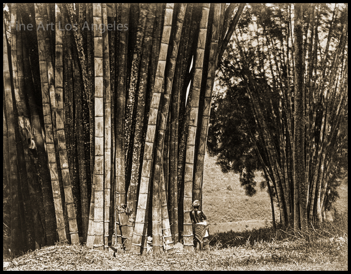 W.L.H. Skeen photo, Giant Bamboo, Ceylon, 1880s