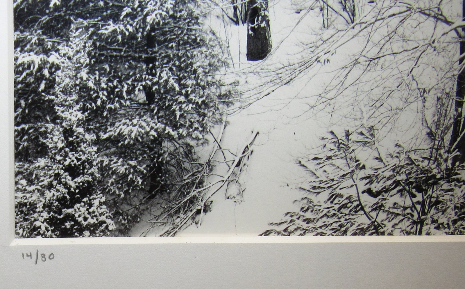 Stephen Gersh Gelatin Silver Print Photograph Trees in Snow Listed Photographer