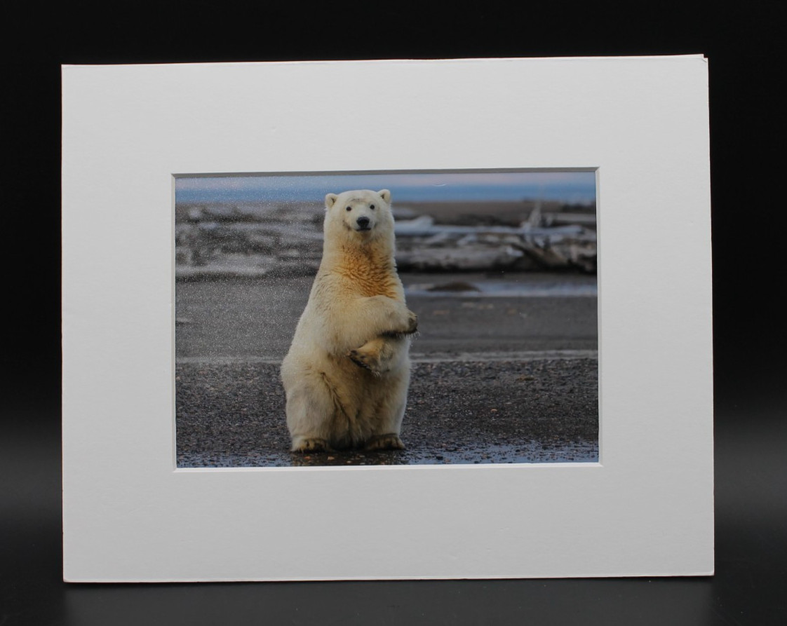 Signed Polar Bear Photograph Matted Laura Lyn Photography 2016 Arctic Wildlife