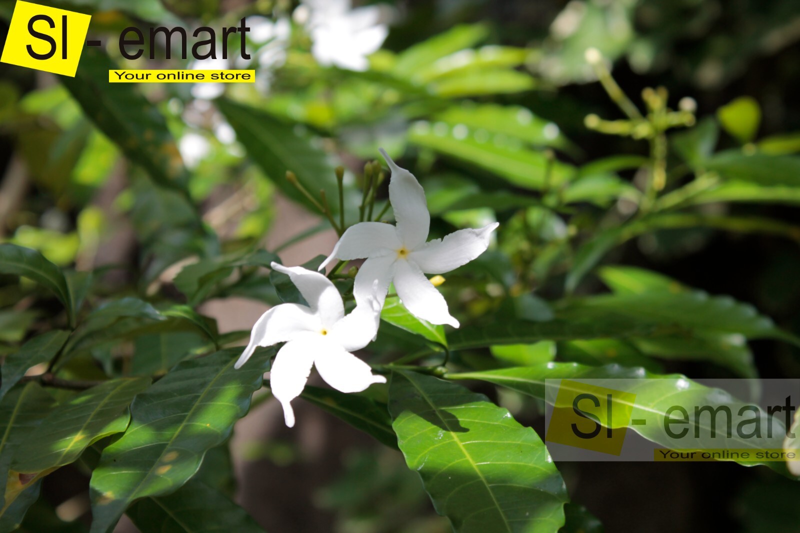 Photograph Flower White Beautiful Image Sri Lanka Nature Pictures