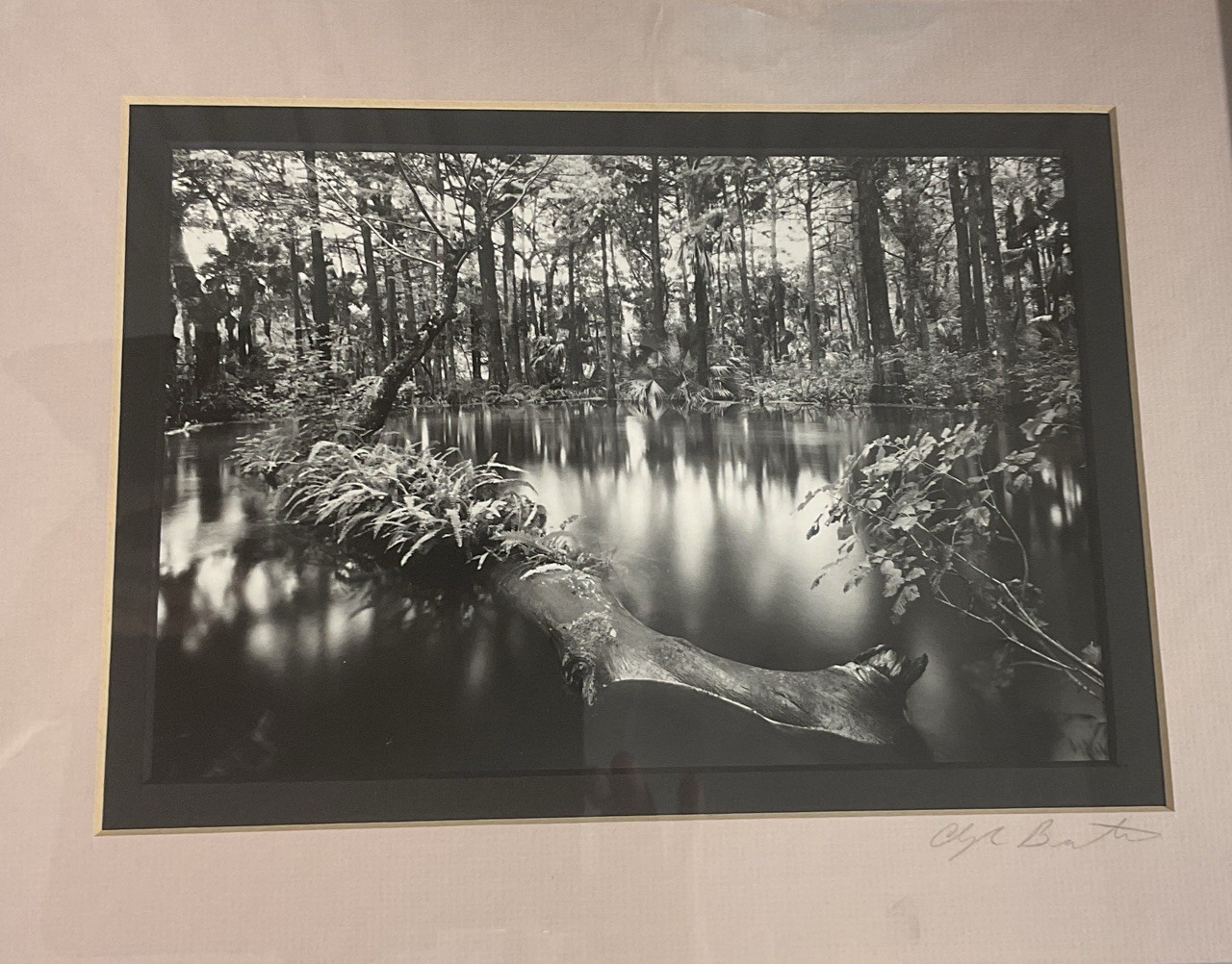 Clyde Butcher Signed Photograph Loxahatchee River #1 Framed 9.5” X 6.5” Photo