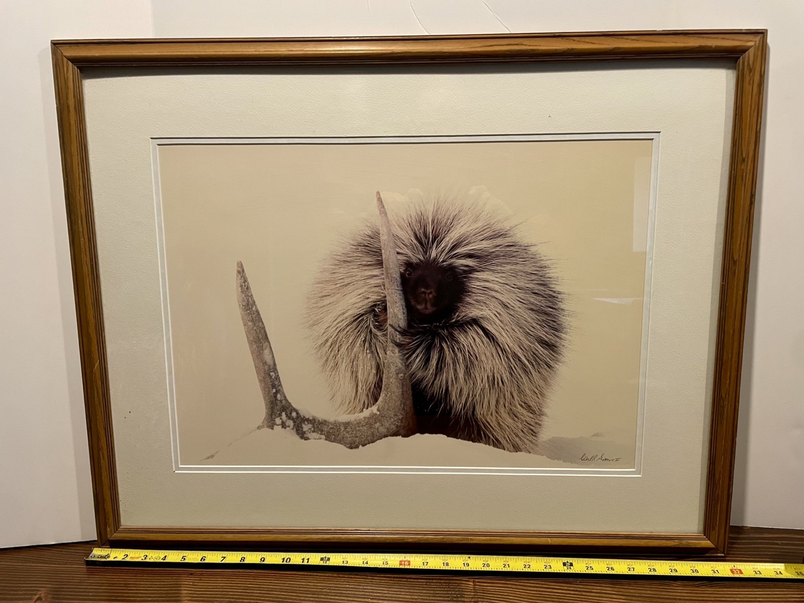 Porcupine in Snow w/Antler Wildlife Photograph by Carl R. Sams II Framed Signed