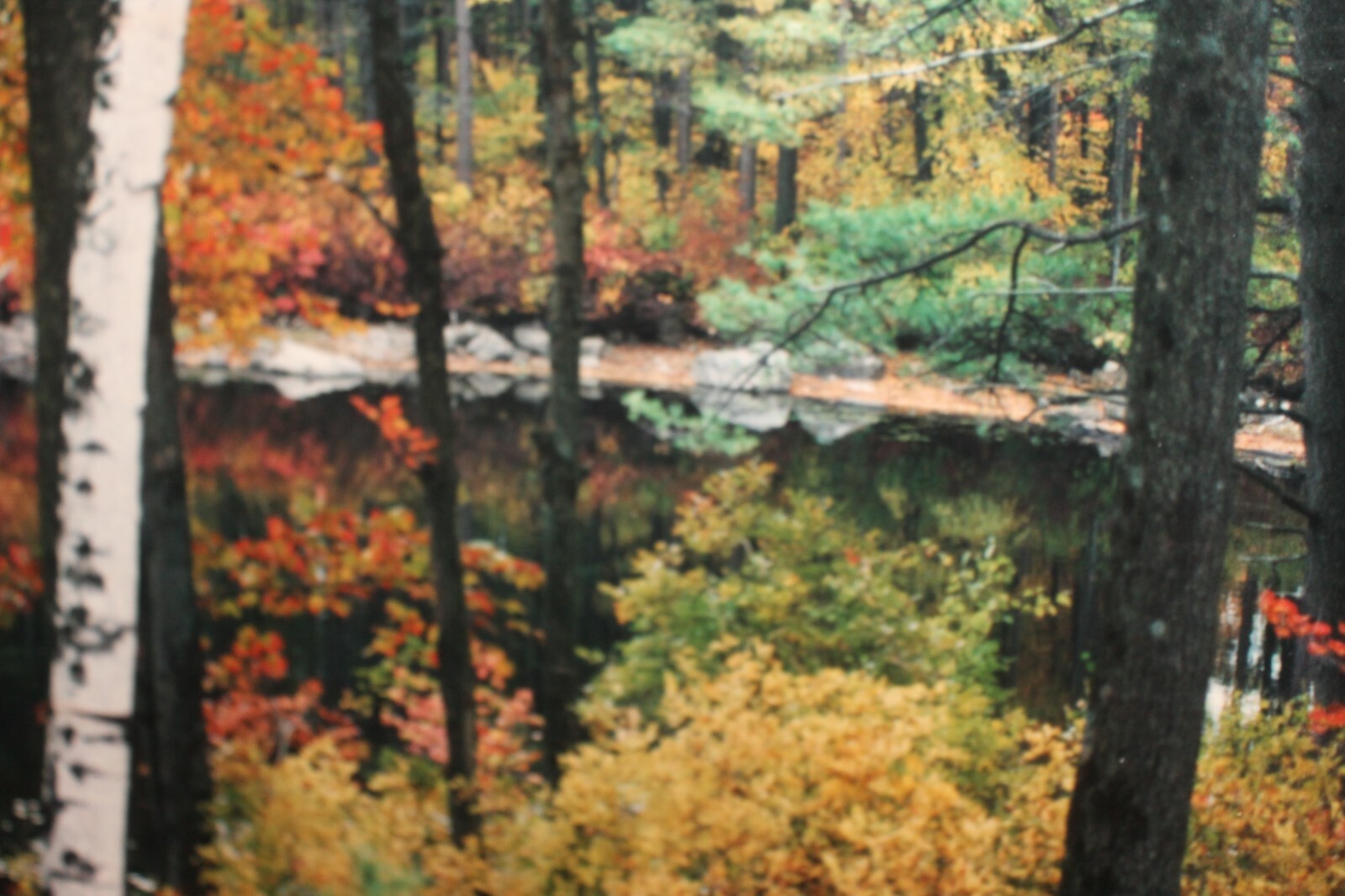Vintage 8×12 Photo W. Beebe East Tennessee Fall Mountain Lake