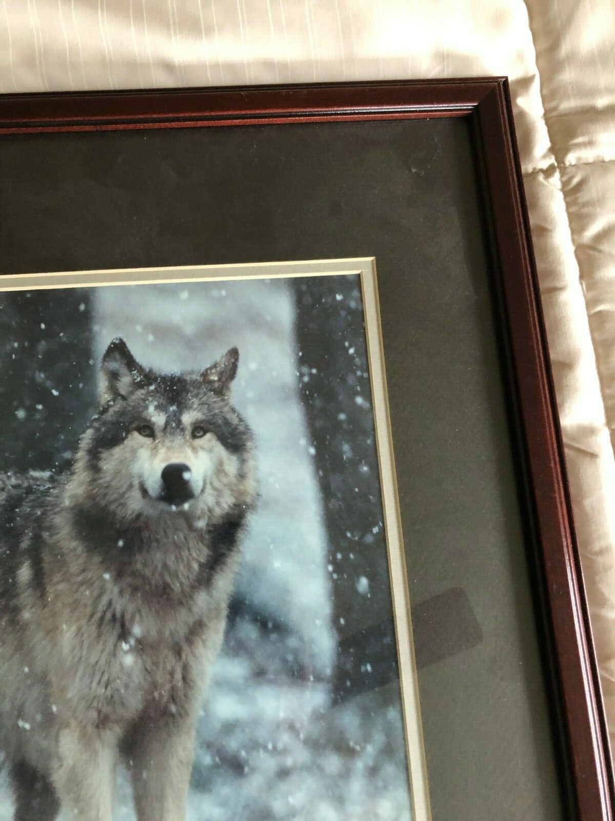 “WOLF EARLY WINTER SNOW” OPEN EDITION FRAMED PHOTOGRAPH BY CHET DOWELL