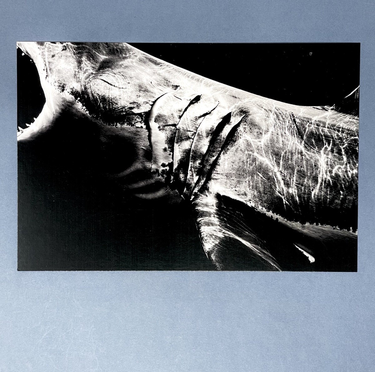 Matt Draper Art Show Announcement Card 2025 – Within One Breath – Leica Gallery