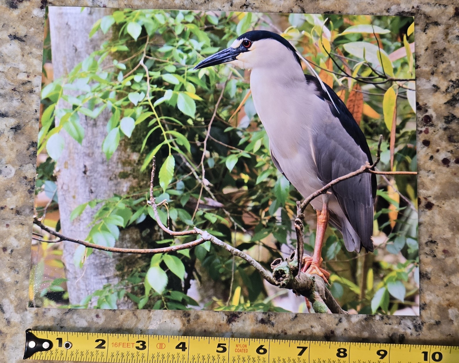 Beautiful Wild Standing Glossy 8×10 Photo Print Bird Nature Wildlife Poster