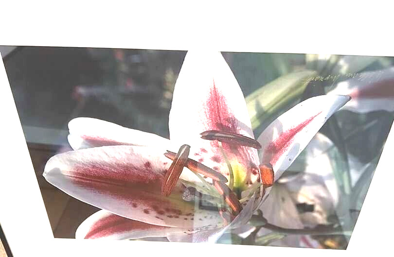 Art Photo 18×24″ William Moriarity Oriental Lily FRAMED matted signed Glass NICE