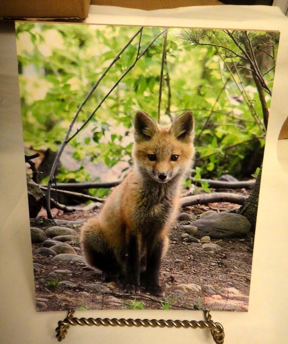 Adorable Red Fox , 8×10 photo, Wildlife Photography by Christopher Mathein