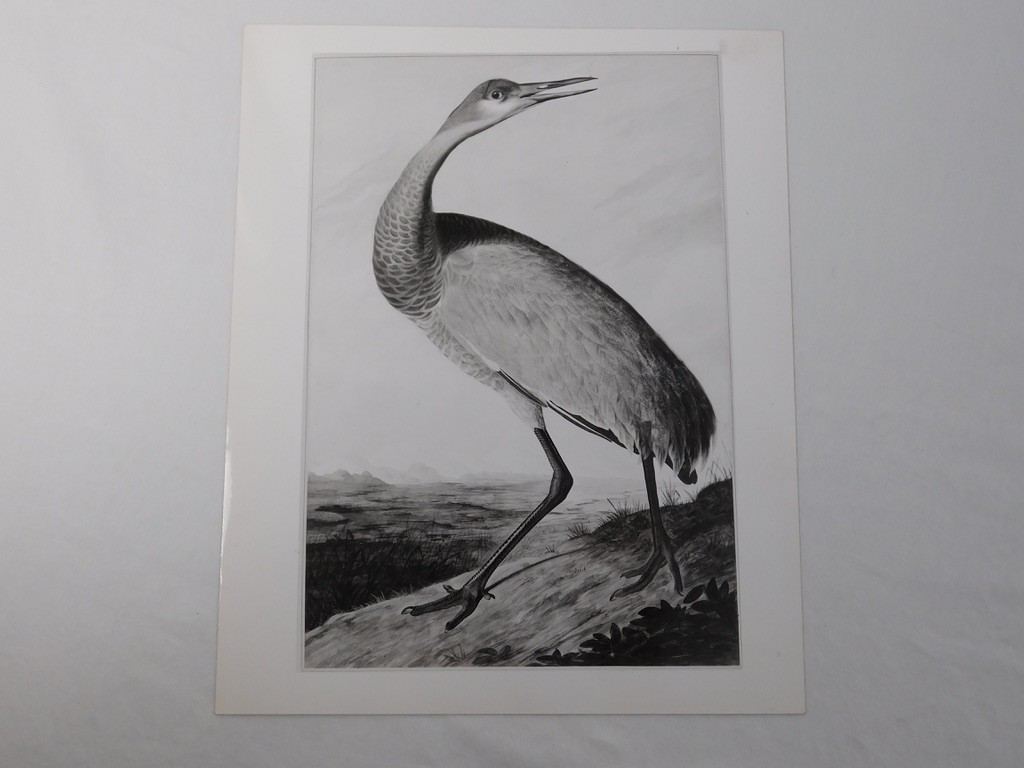 1966 John Audubon Birds America Set 7 Photographs for NY Historical Society Book