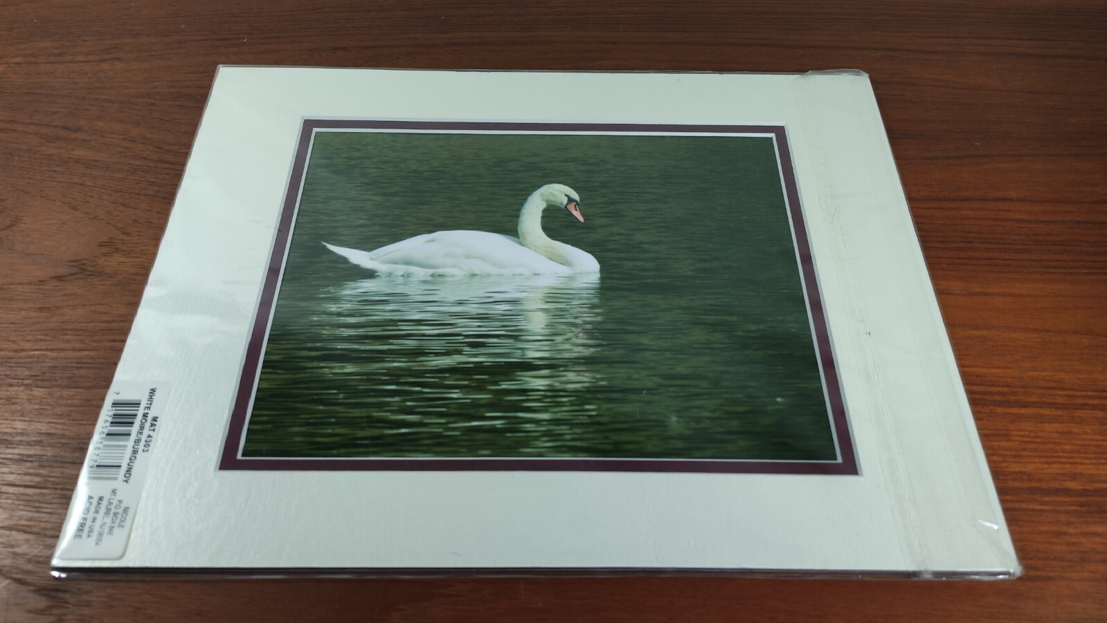 Original Photo Art Print Swan Photography Matted Signed by Ann Copeland Sealed
