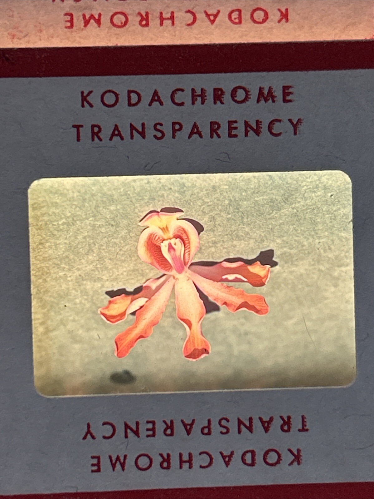 Kodachrome Red Border Lot Of 40 1950’s Still Life Flowers 35mm Color Slides A