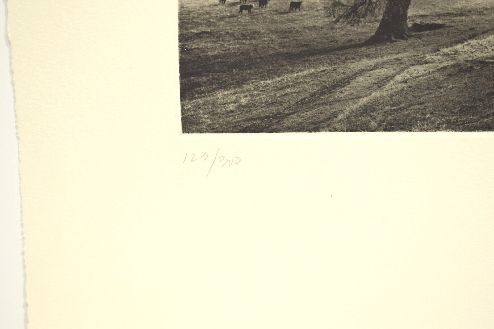 KURT MARKUS Meadow And Oak 1987 Photogravure Signed ltd 1/300