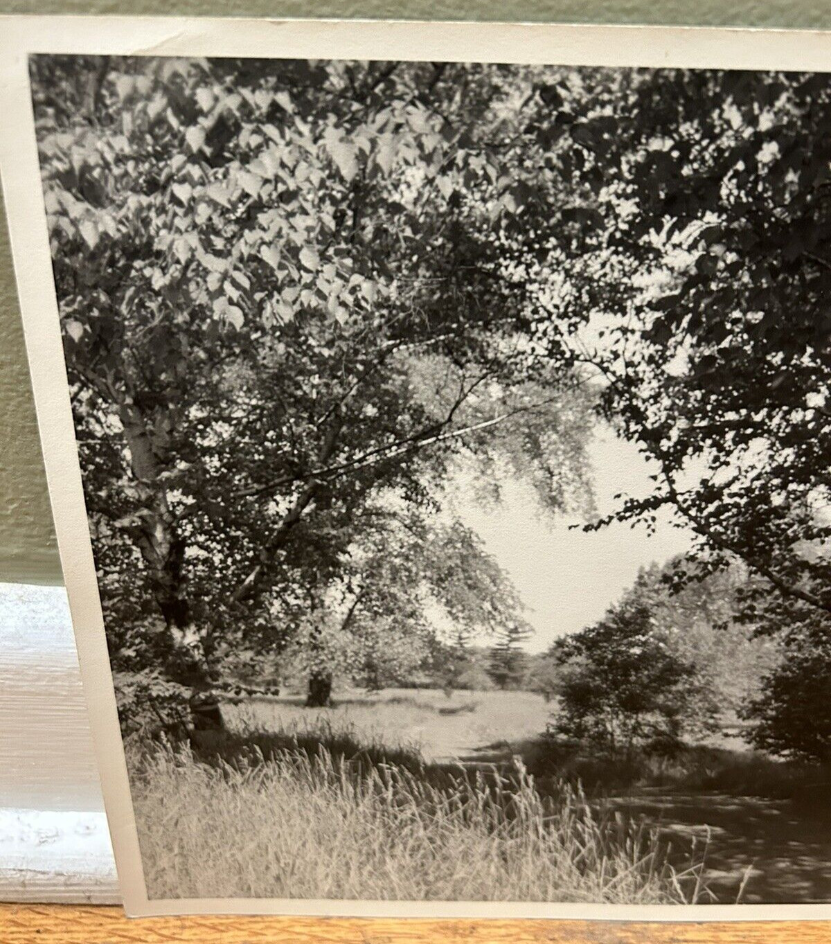 Arthur Gray Standard Oil Photographer Cleveland Ohio Americana Woodland Path Wow