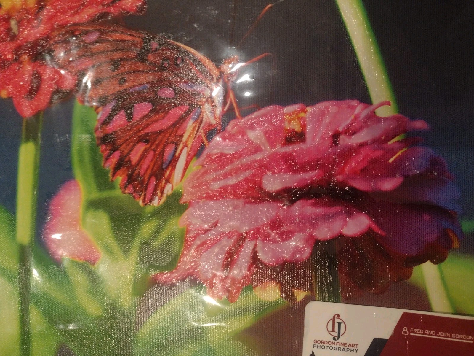 Butterfly Flowers Photography Nature Original Fine Art Photograph New
