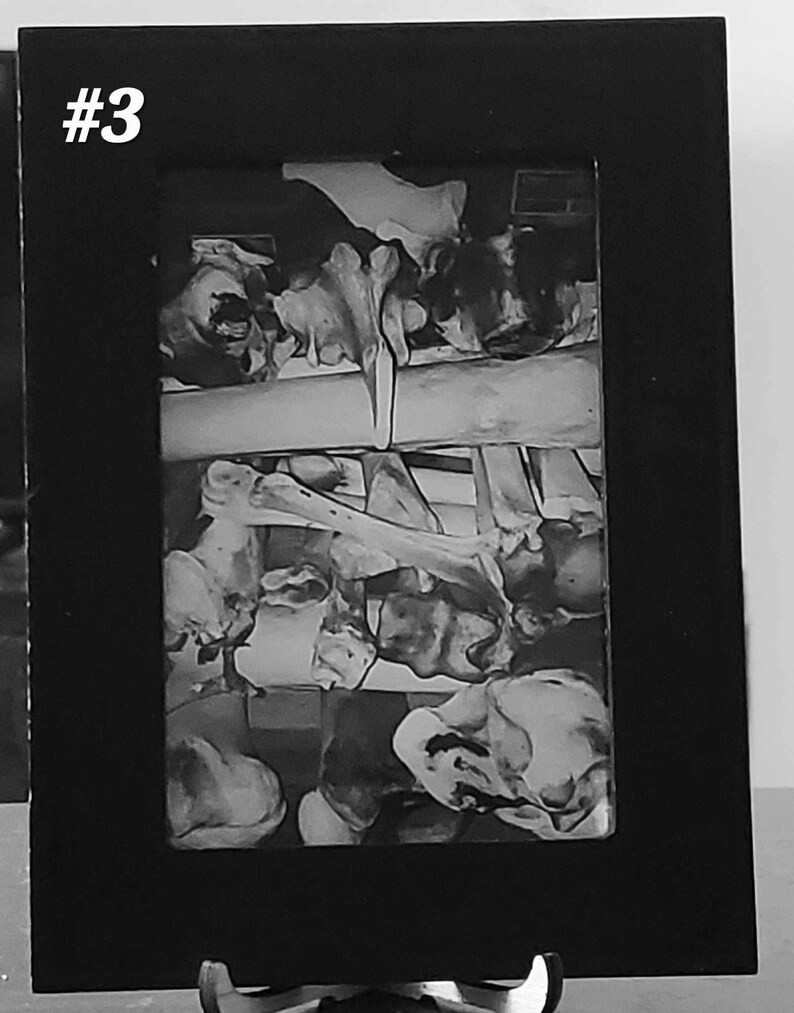 Framed Vulture Culture Photography: Pennsylvania Roadkill & Bones