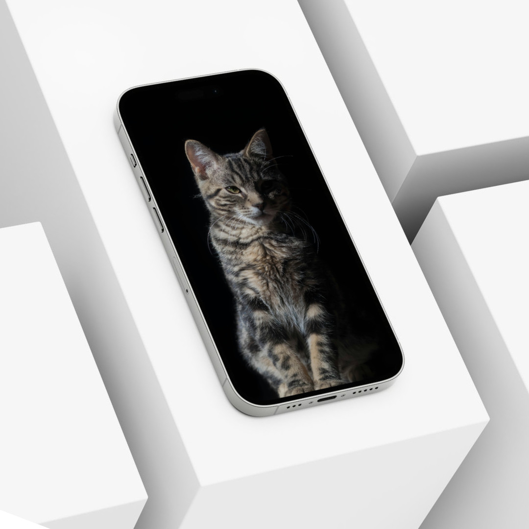 Cute Cat Animal Wallpaper Background Digital Picture, Adorable Pet Friend